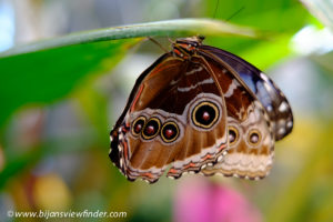 Nature Hershey Gardens Gossamer Winged Butterfly
